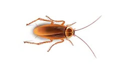 Roach Control - Sherborn, MA.jpg